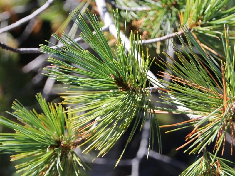 Western White Pine Leaves