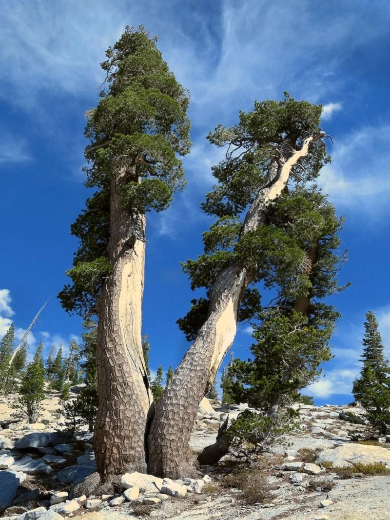 Western White Pine Tree