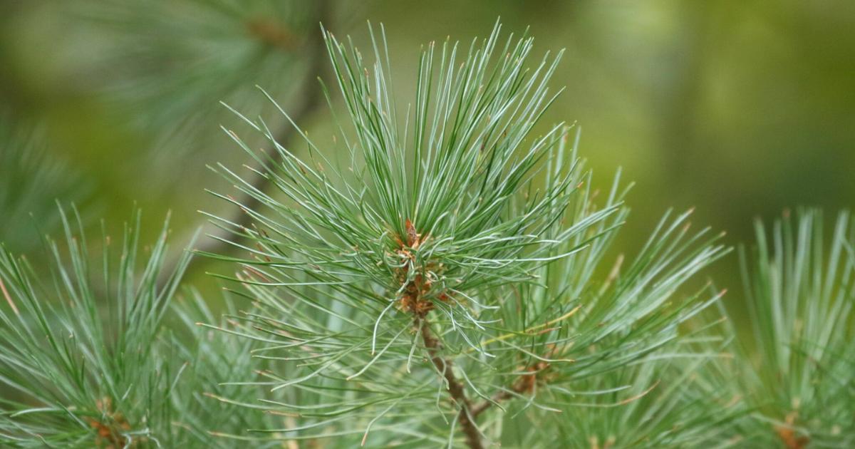 Western White Pine