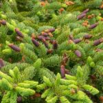 Western White Spruce