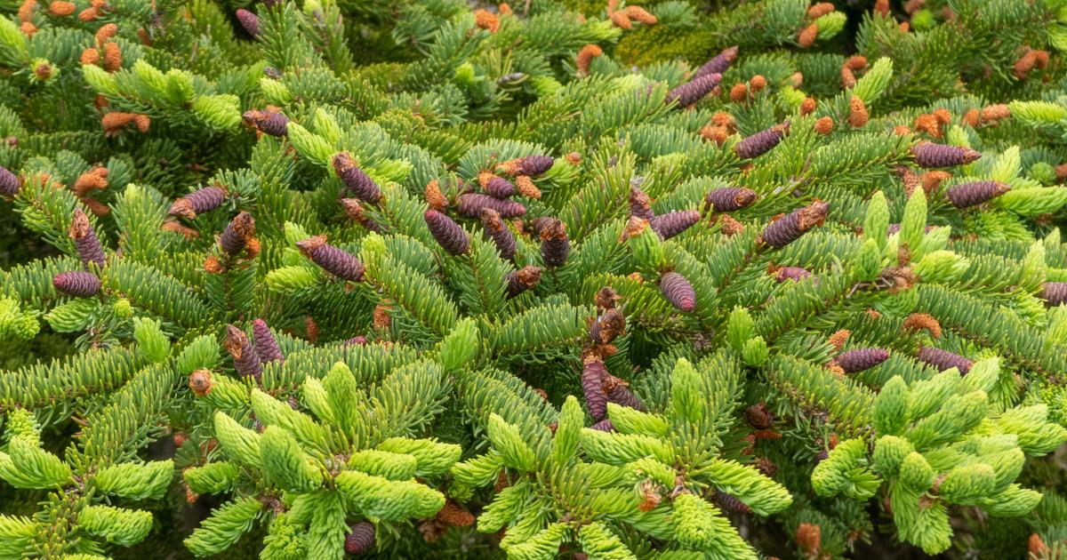Western White Spruce