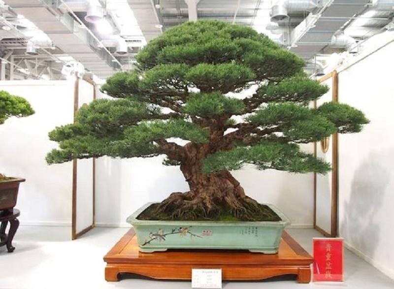 Whistling Pine Bonsai