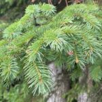 White Spruce