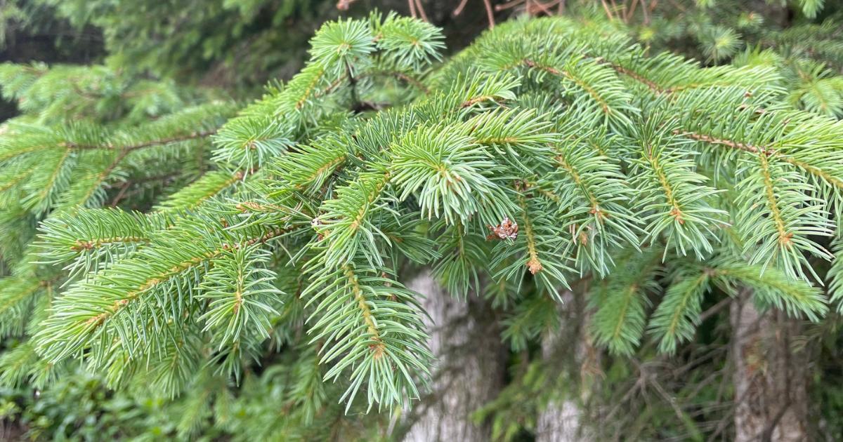 White Spruce