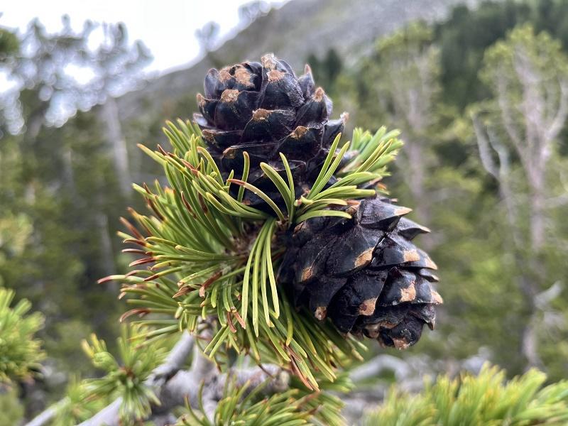 Whitebark Pine Fruit