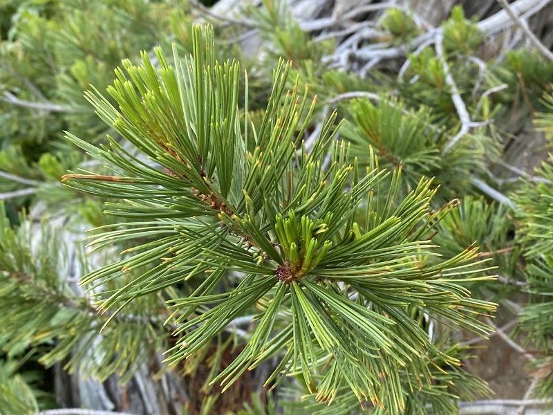 Whitebark Pine Leaves