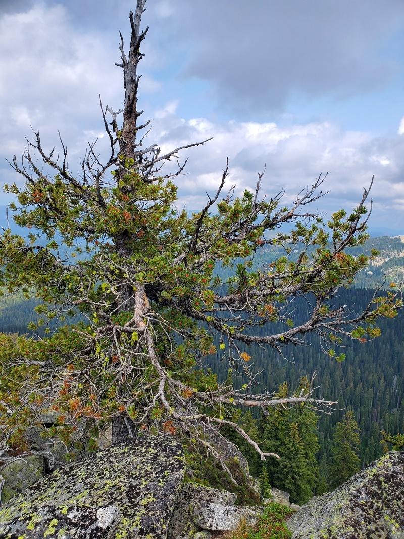 Whitebark Pine Tree