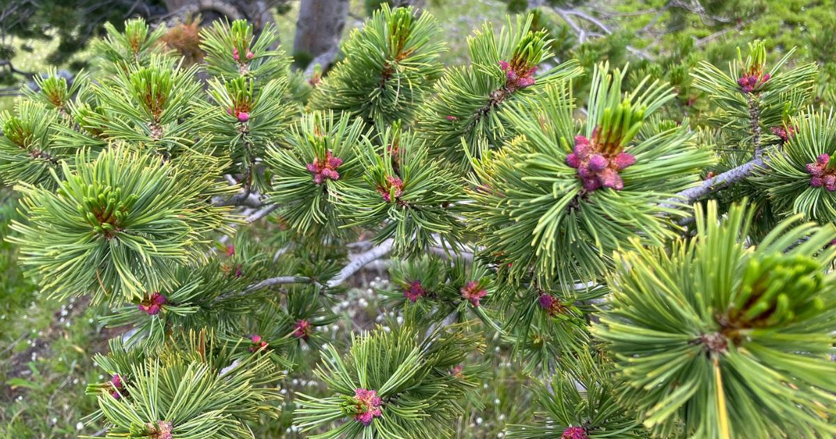 Whitebark Pine