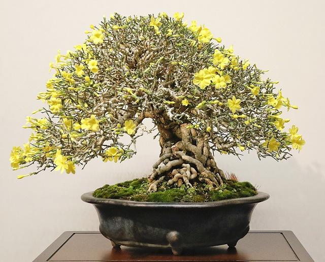 Winter Jasmine Bonsai