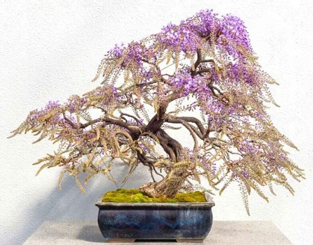 Wisteria Bonsai