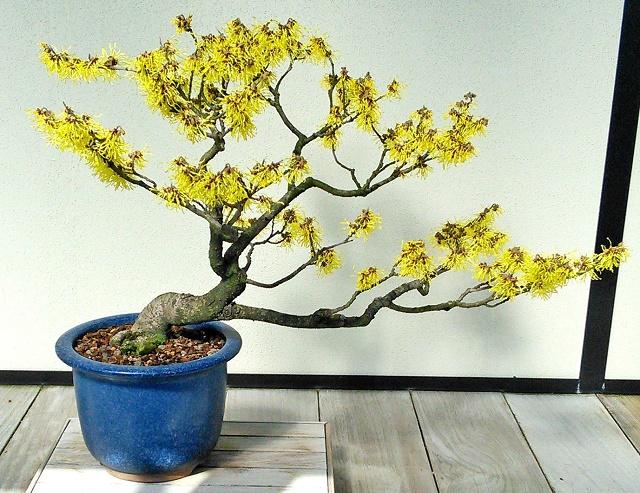 Hybrid Witch Hazel Bonsai