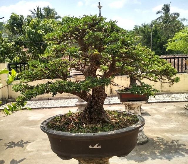 Wood-apple Bonsai