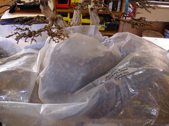 Wrapping tree roots