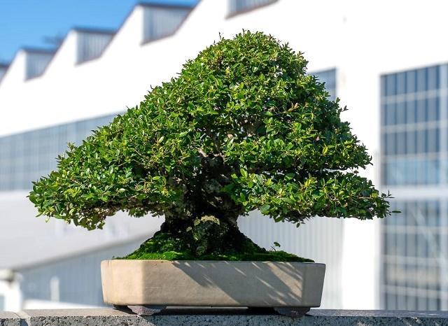Holly Bonsai