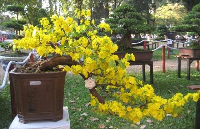 Yellow Mai Bonsai
