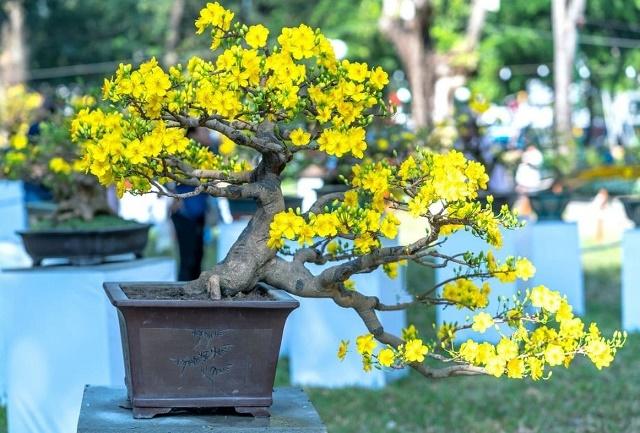 Yellow Mai Bonsai