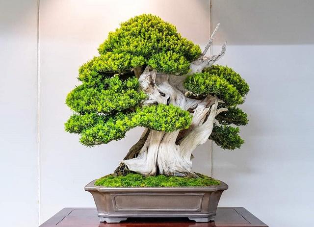 Yew Bonsai